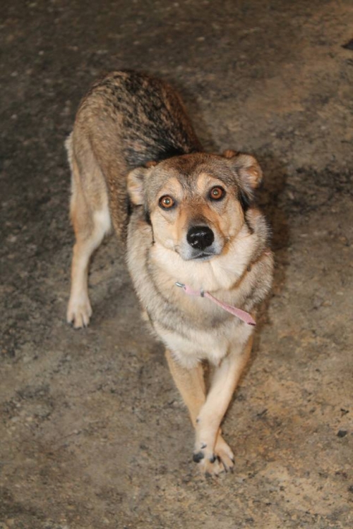 მეტისი ლაკი