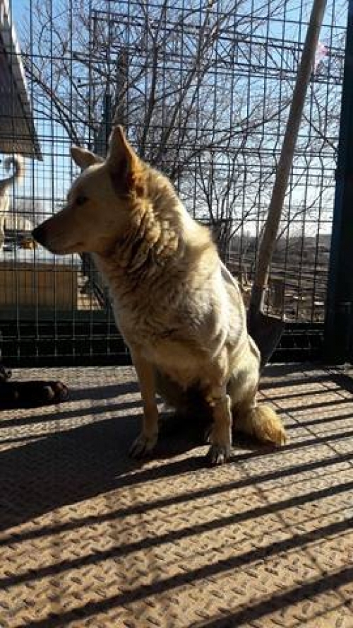 მეტისი უსახელო