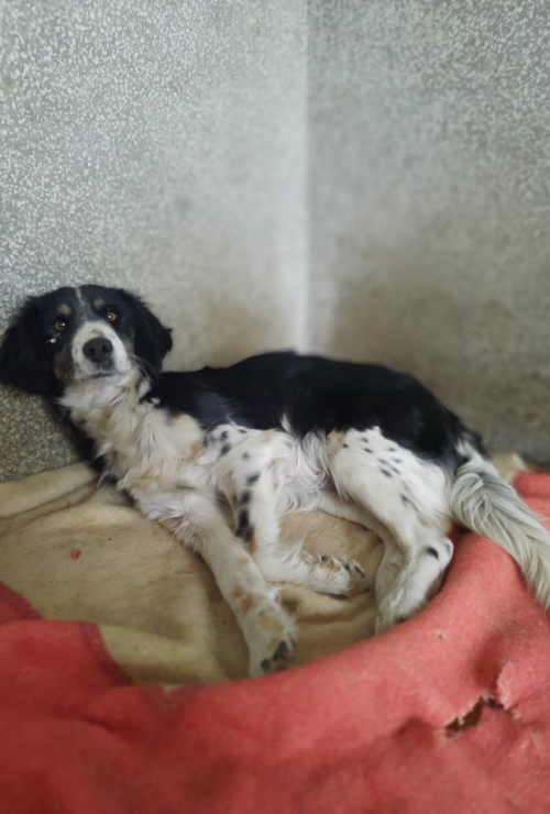 მეტისი ორხევი