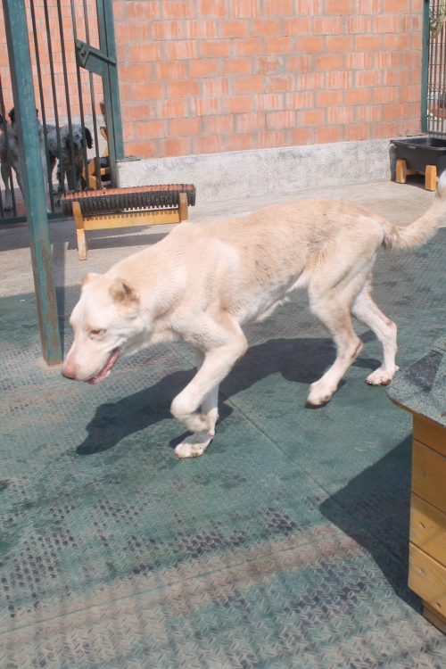 ქართული ნაგაზი გუფი