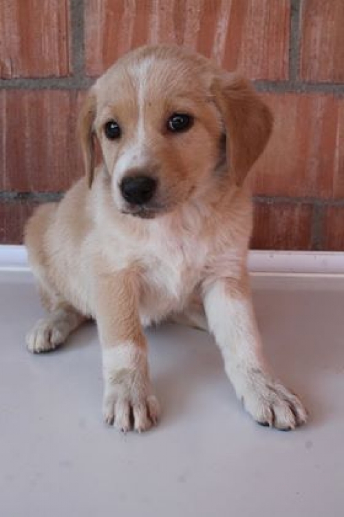 მეტისი უსახელო