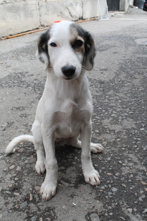 მეტისი უსახელო