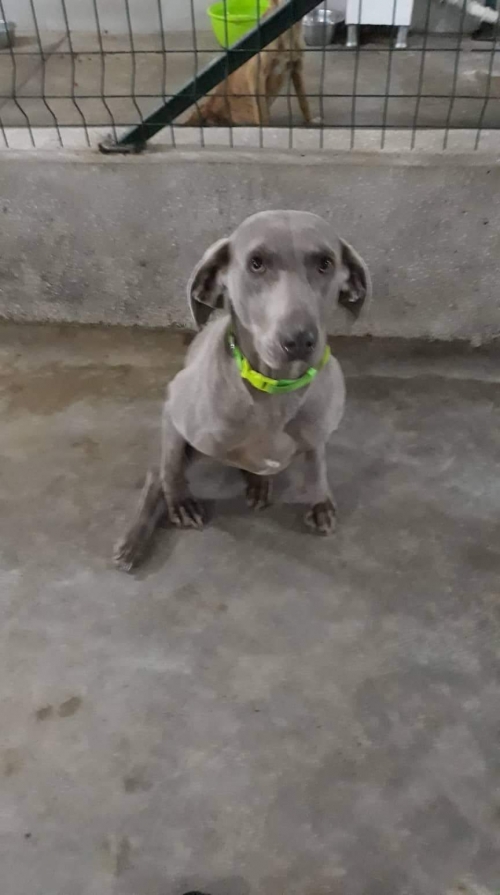 ვეიმარანერი უსახელო