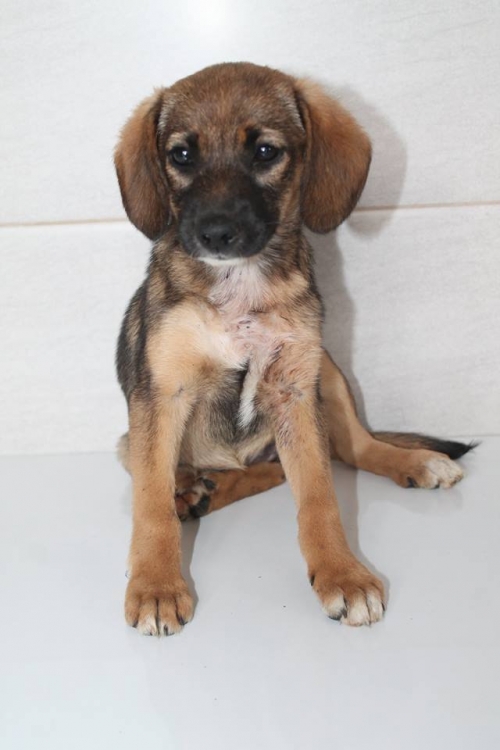 მეტისი უსახელო