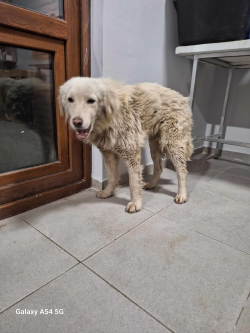 მეტისი პლეხანოვი