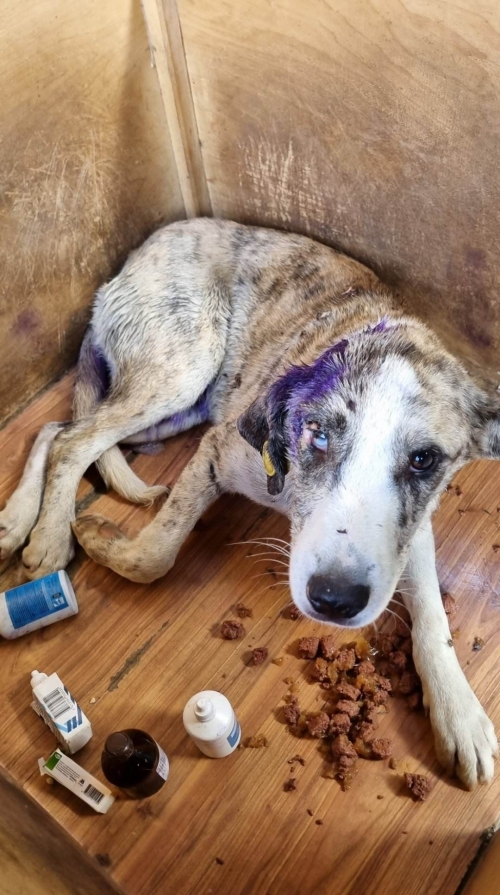 მეტისი გადმოყვანილია მუნიციპალური თავშესაფრიდან