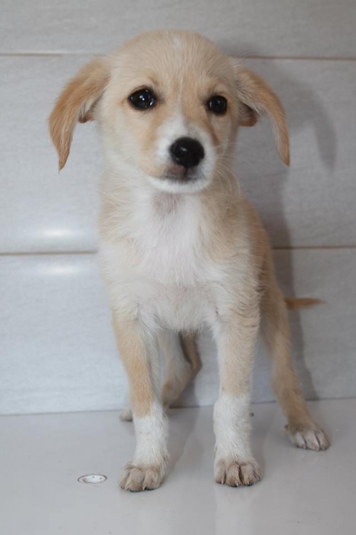 მეტისი უსახელო