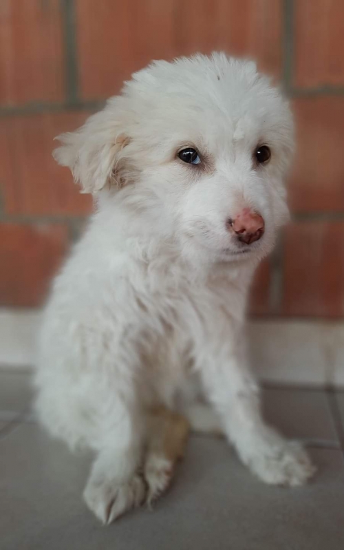 მეტისი ვახო მამალაძეს კლინიკა