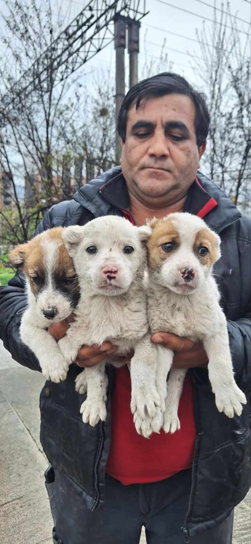 ქართული ნაგაზი ჭოპორტი