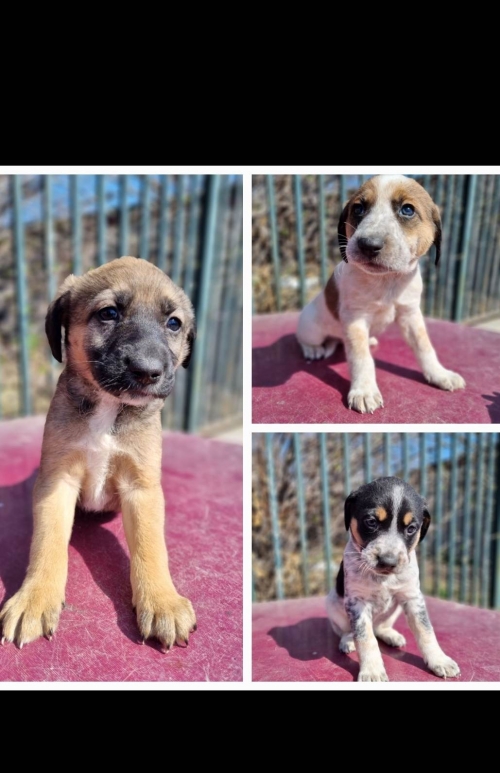 მეტისი ნაპოვნია თავშესაფართან