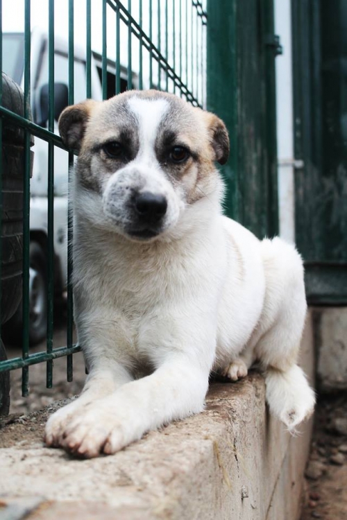 მეტისი უსახელო