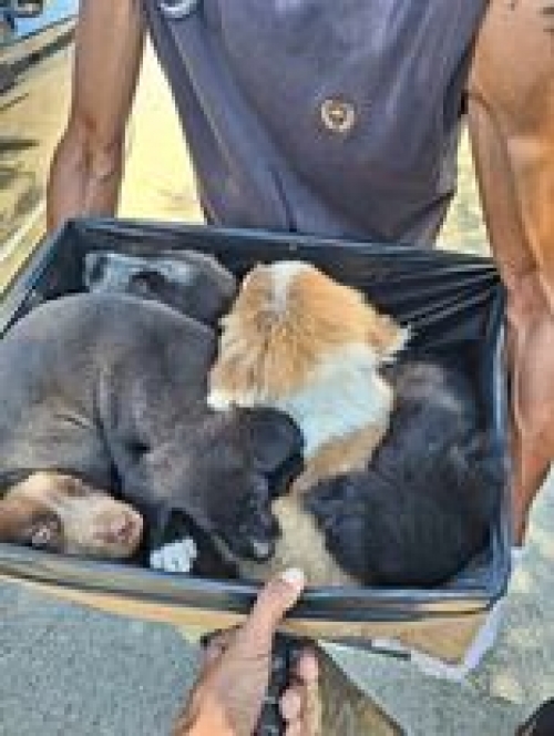 მეტისი წყალსადენის ქუჩა