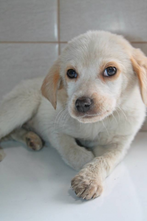 მეტისი უსახელო