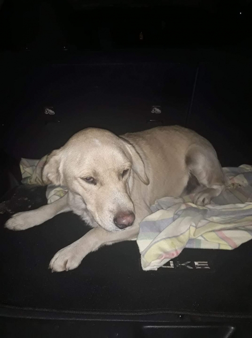 მეტისი უსახელო