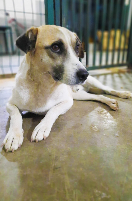 მეტისი უსახელო