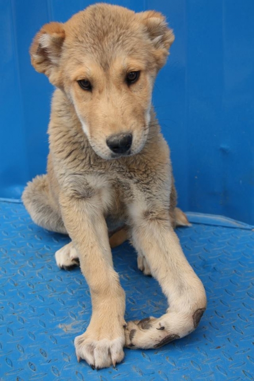 ქართული ნაგაზი უსახელო