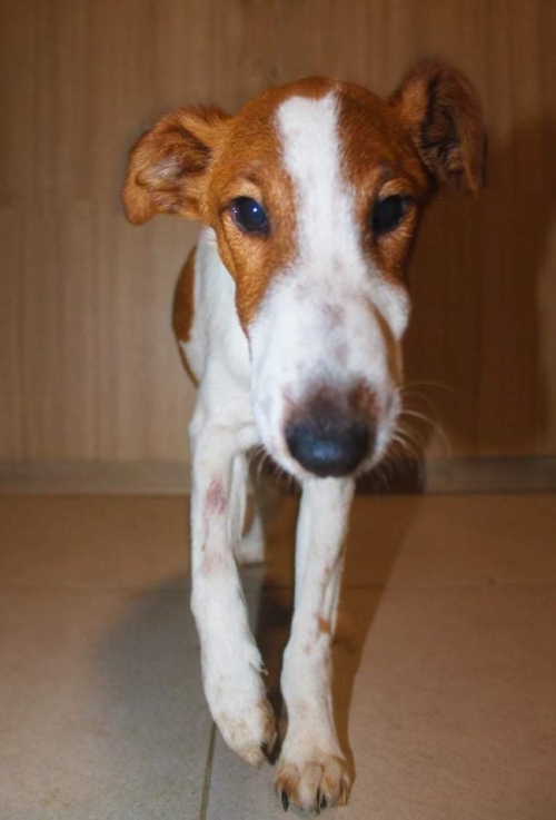 ჯეკ რასელ ტერიერი უსახელო