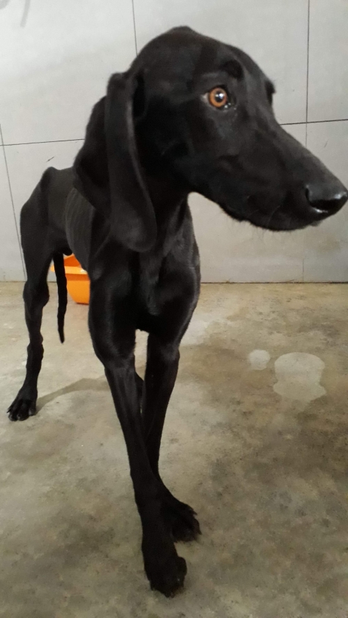 მეტისი უსახელო