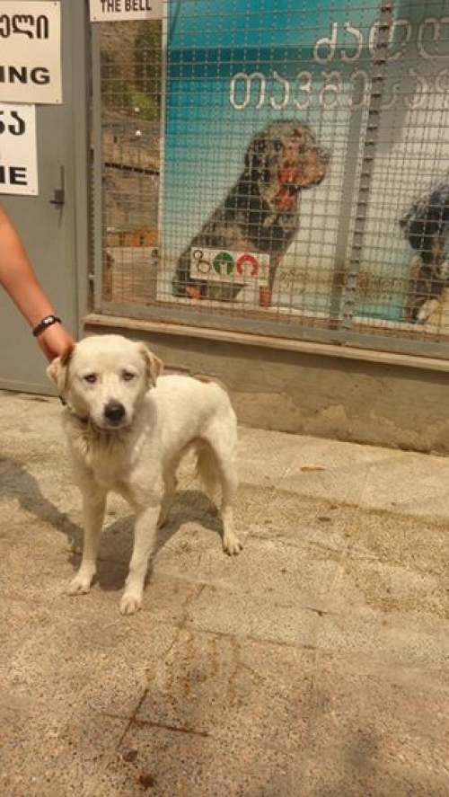 მეტისი ბები