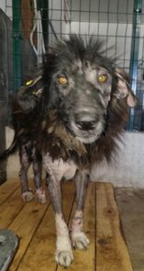 მეტისი სართიჭალა