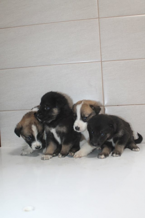 მეტისის ლეკვები უსახელო