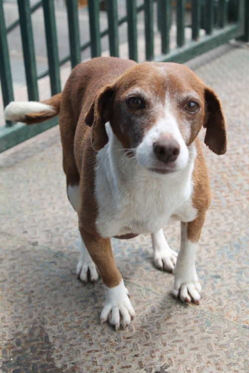 მეტისი უსახელო