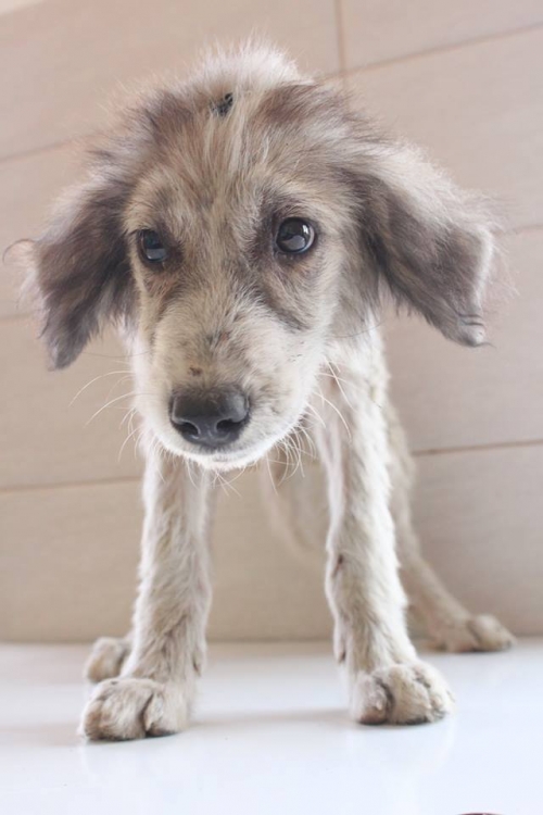 მეტისი უსახელო