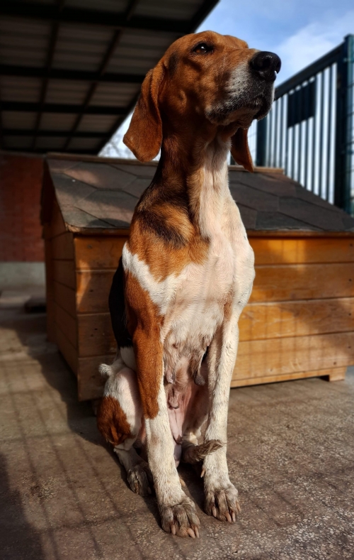 გონჩი უსახელო