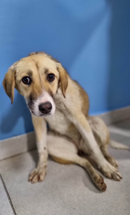 მეტისი ანანური