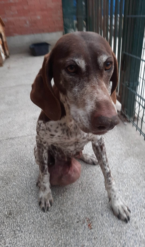 კურცხაარი საგურამო