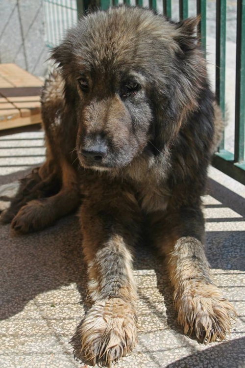 ქართული ნაგაზი უსახელო