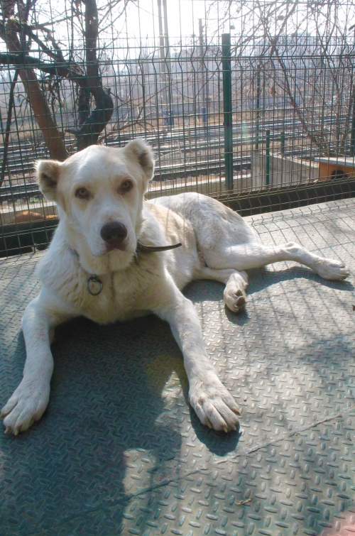 ქართული ნაგაზი უსახელო