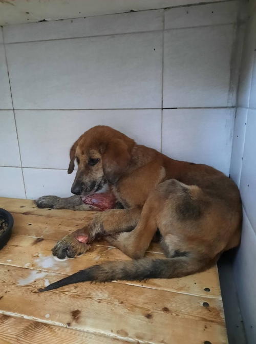 მეტისი ავჭალა