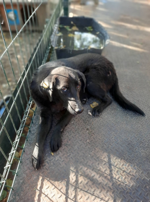 მეტისი უსახელო