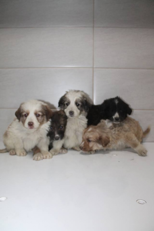 ქართული ქოფაკი უსახელო