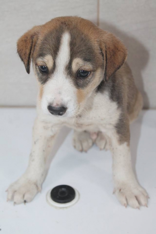 მეტისი უსახელო