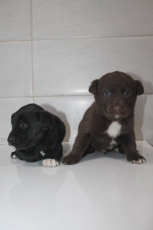 მეტისის ლეკვები უსახელო