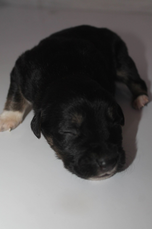 მეტისი უსახელო