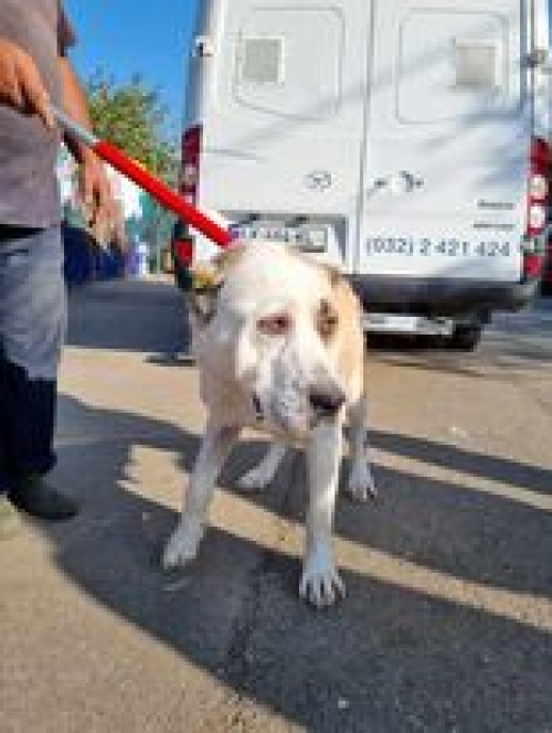 ქართული ნაგაზი გადმოყვანილია მუნიციპალური თავშესაფრიდან