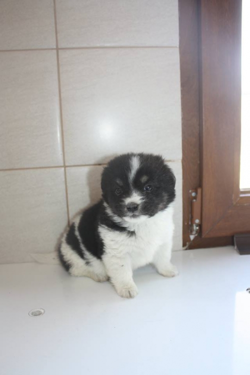 მეტისი უსახელო