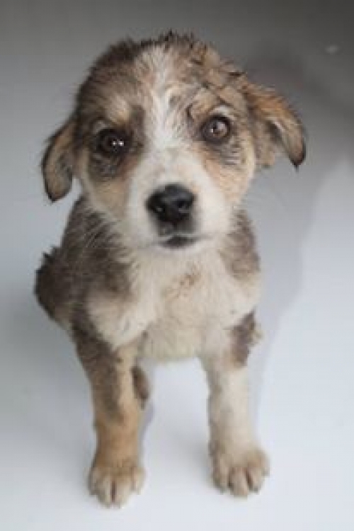 მეტისი უსახელო