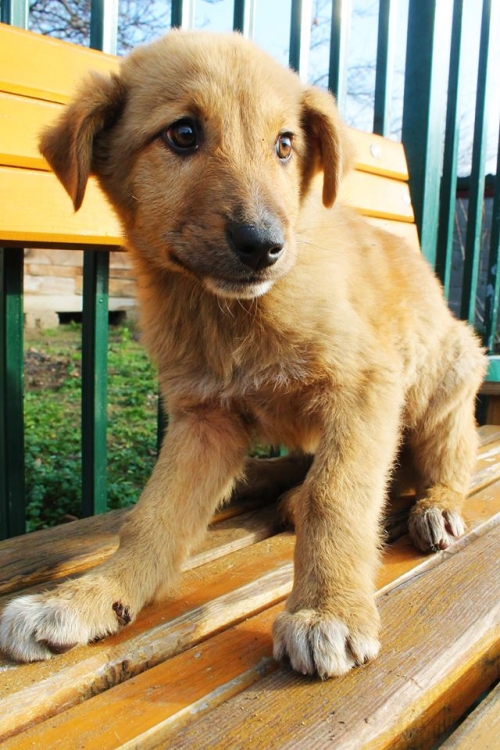 ქართული ქოფაკი უსახელო