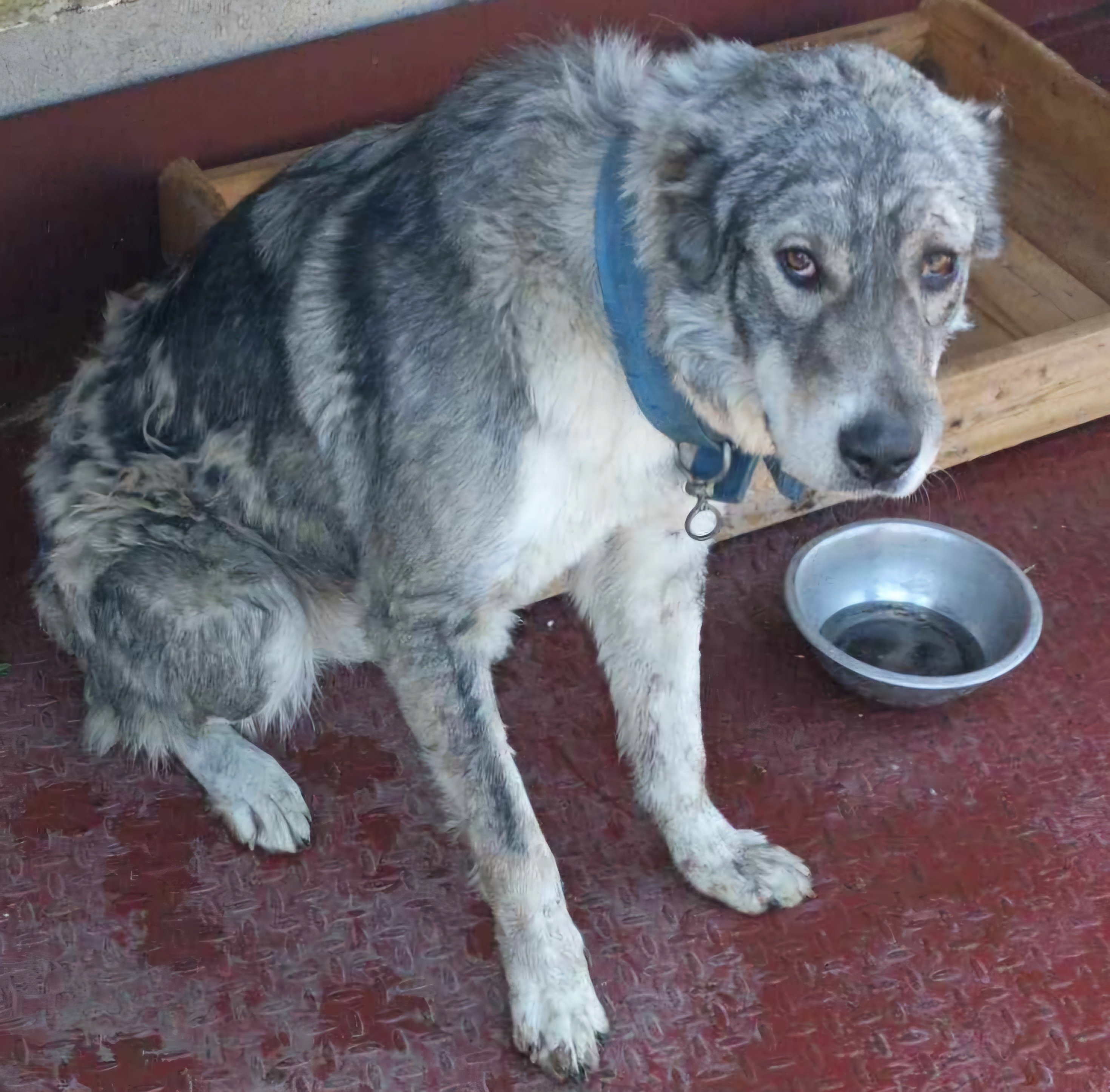 ქართული ნაგაზი. ნასაგური