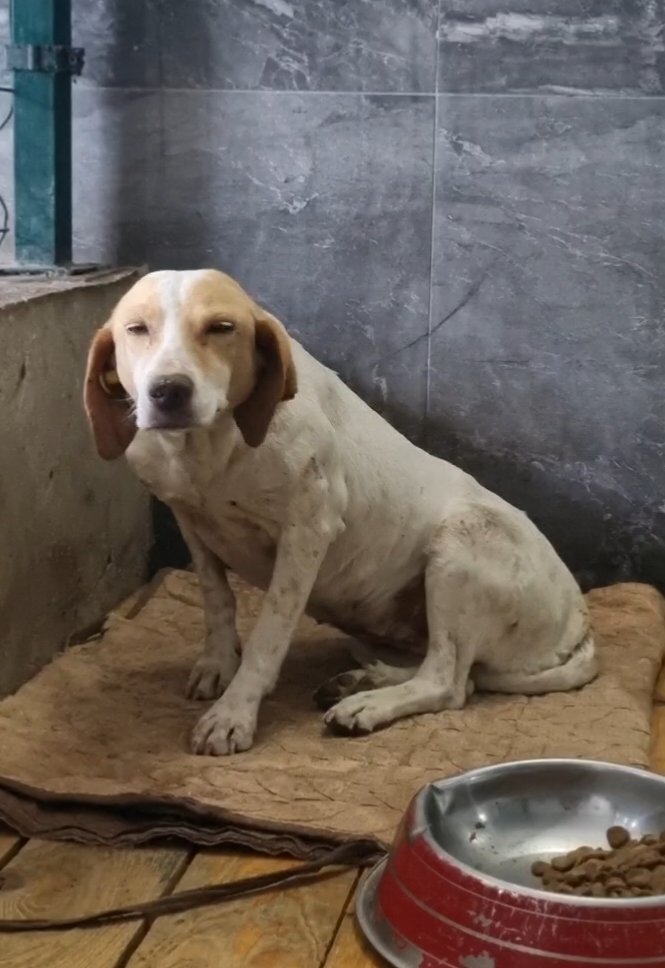 მეტისი. ჟინვალი