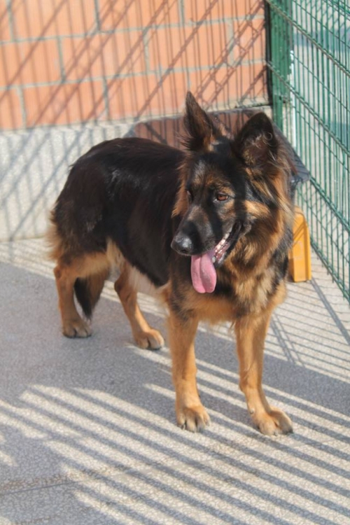 გერმანული ნაგაზი ქეთო