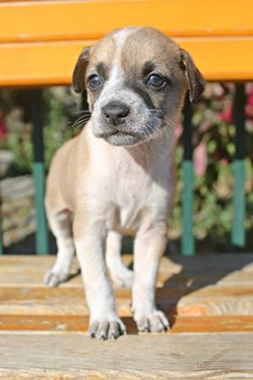 მეტისი უსახელო