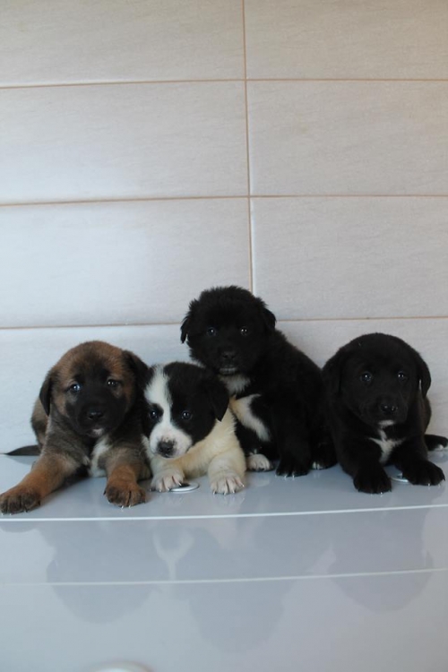 მეტისის ლეკვები უსახელო