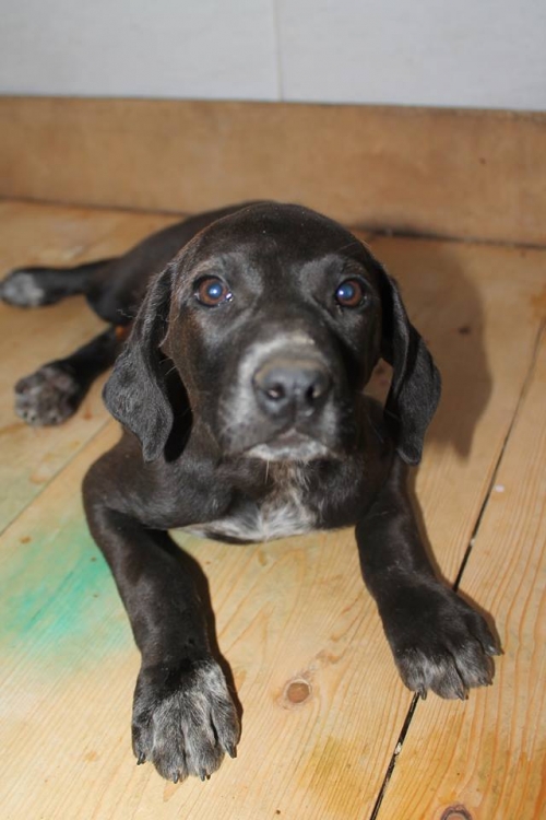 მეტისი უსახელო