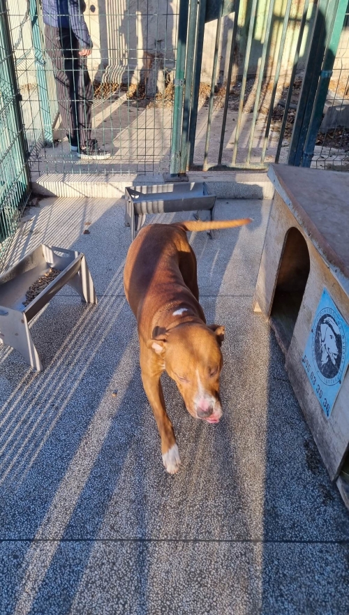 პიტი კუკია