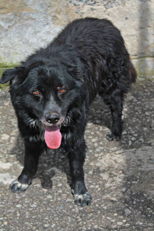 მეტისი კუკუშა